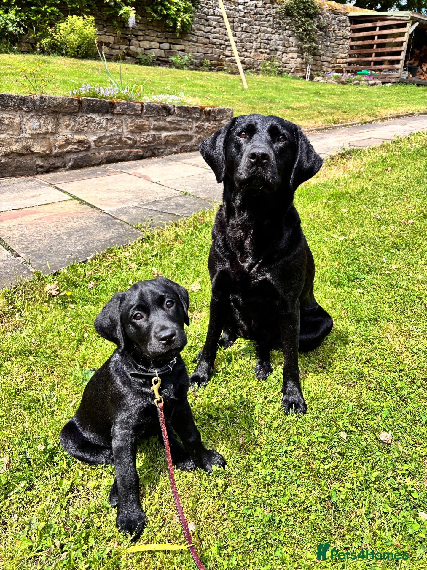 Labrador Retriever dogs Quality Black Labrador Girls - Advert 1