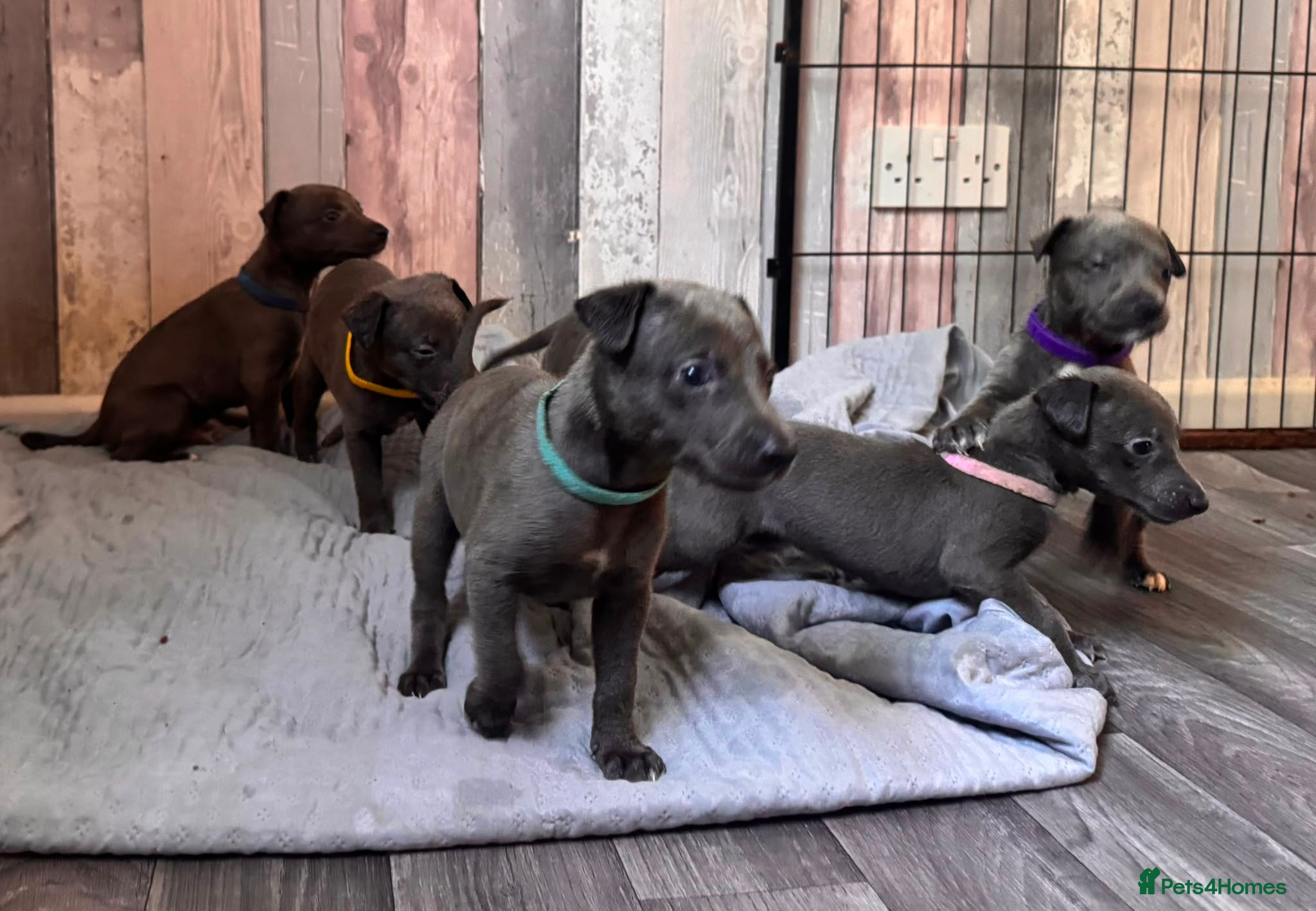 Whippet dogs KC Registered Blue Whippet Puppies  - Advert 1