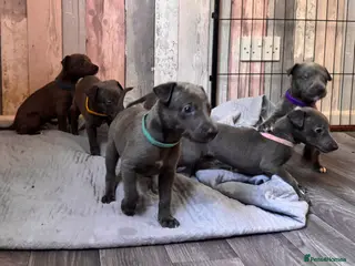 Whippet dogs KC Registered Blue Whippet Puppies - Advert 1