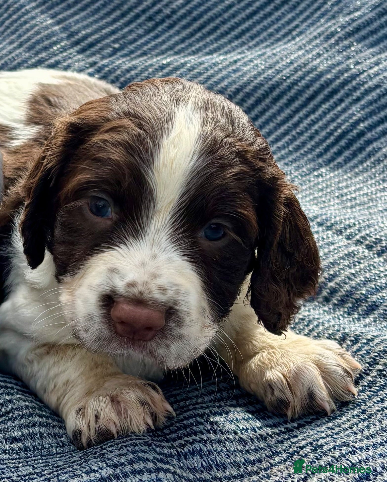 English Springer Spaniel dogs Working English Springer Spaniel Puppies - Advert 2