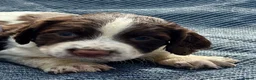 English Springer Spaniel dogs for sale: Working English Springer Spaniel Puppies - Advert 4