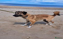 Mixed Breed dogs for adoption: Levi - Norwich Norfolk  - Image 23