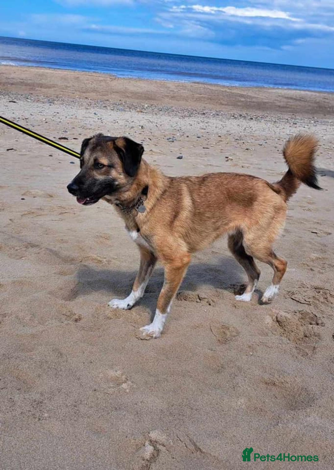 Mixed Breed dogs for adoption: Levi - Norwich Norfolk  - Image 23