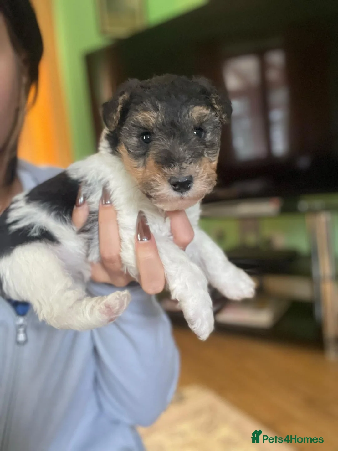Fox Terrier dogs for sale: 4 stunning fox terrier puppies for sale  - Advert 2