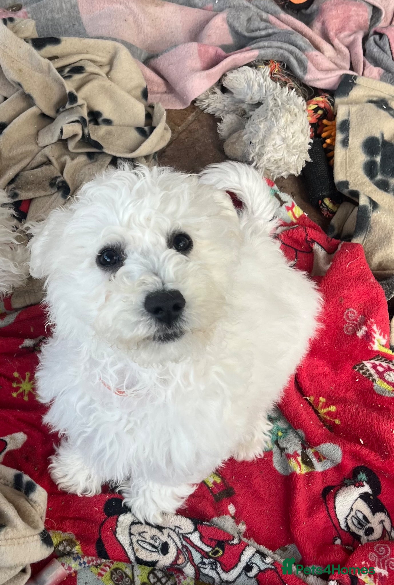 Bichon Frise dogs bichon Frise puppies  - Advert 8