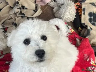 Bichon Frise dogs bichon Frise puppies - Advert 8