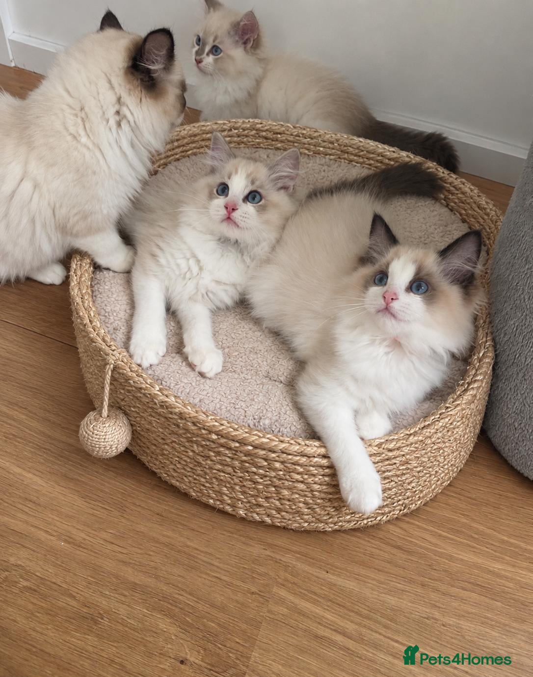 Ragdoll cats 🏆🎖 Premium GCCF Ragdoll Kittens Grand bloodlines - Advert 17