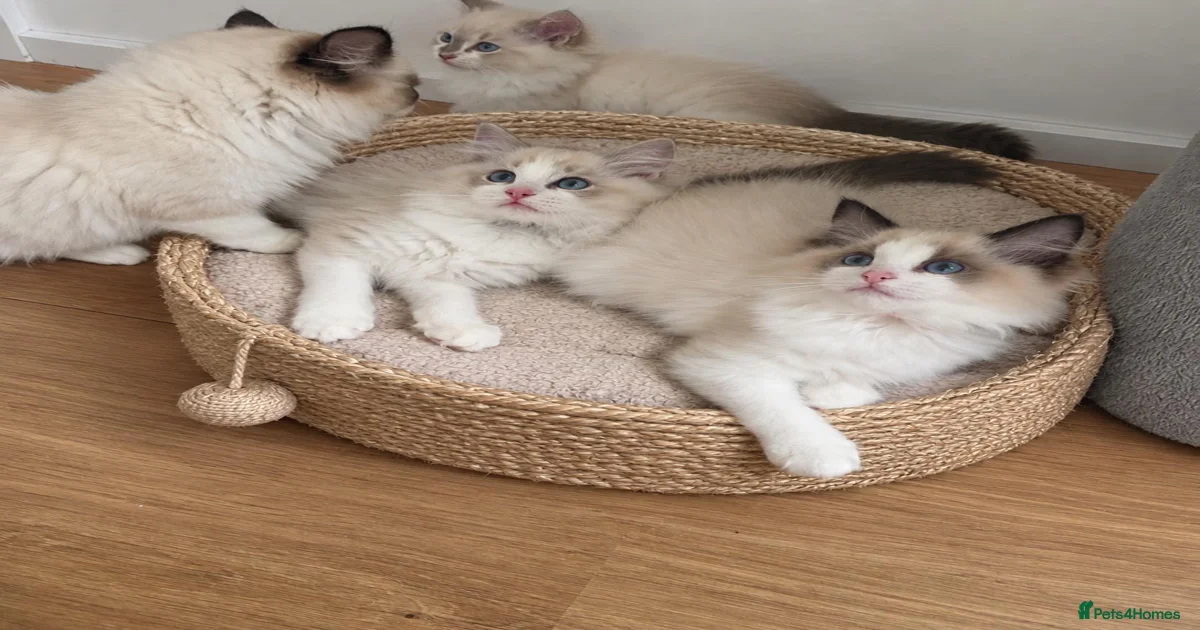 Ragdoll Kittens for sale in Preston, Lancashire | Pets4Homes