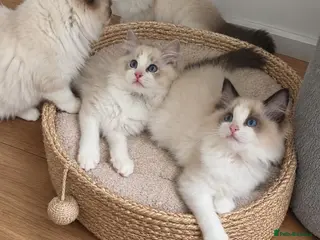 Ragdoll cats 🏆🎖 Premium GCCF Ragdoll Kittens Grand bloodlines - Advert 17