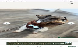 Miniature Schnauzer dogs for sale: Miniature Schnauzer beauties - Image 20