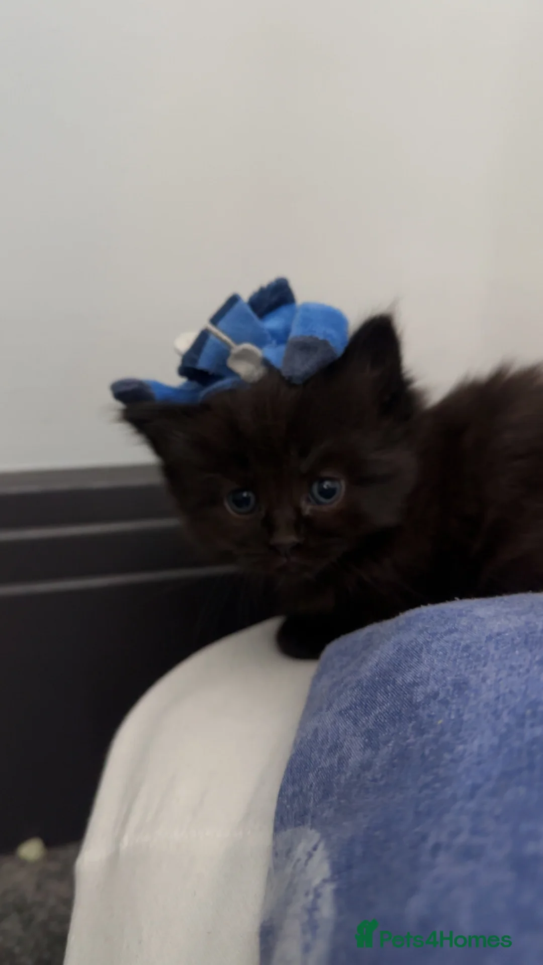 Mixed Breed cats for sale: 1x male tuxedo kitten/ 1x black kitten in Hemel Hempstead - Advert 2