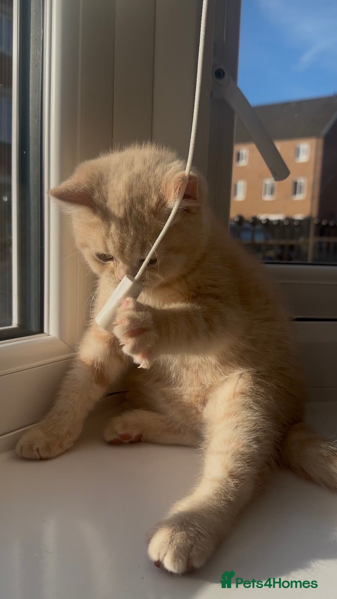 British Shorthair cats for sale: Cream British Shorthair Boy - Advert 8