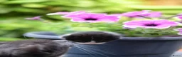 Munchkin cats for sale: Cute Black & White Kitten is looking for a home in Royston - Advert 9