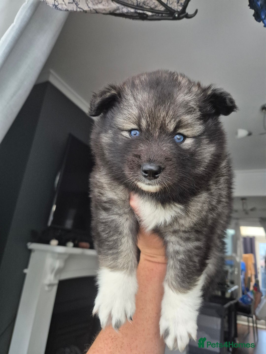 Pomsky dogs for sale: F2 blue eyed female pomsky - Image 1