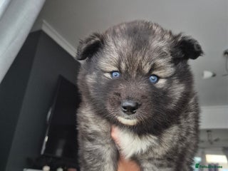 Pomsky dogs for sale - Advert 1