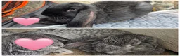 French Lop rabbits for sale: Giant French Lop - Advert 3