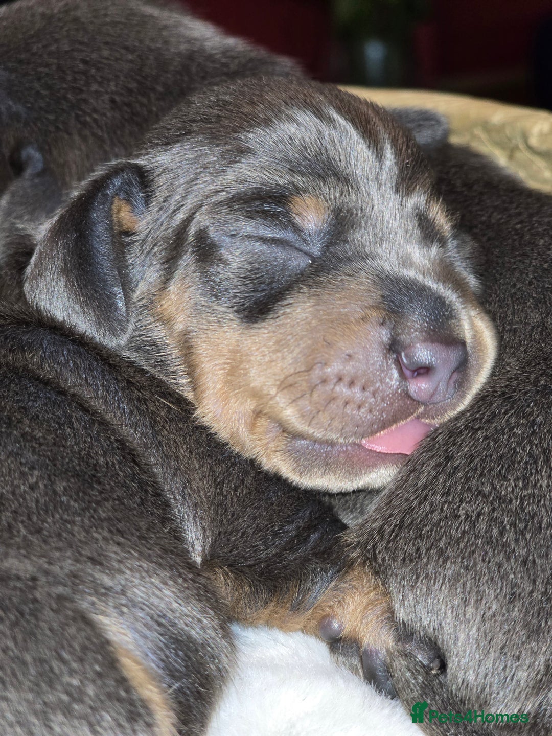 Miniature Dachshund dogs for sale: Miniature Shorthaired Dachshund  - Image 3