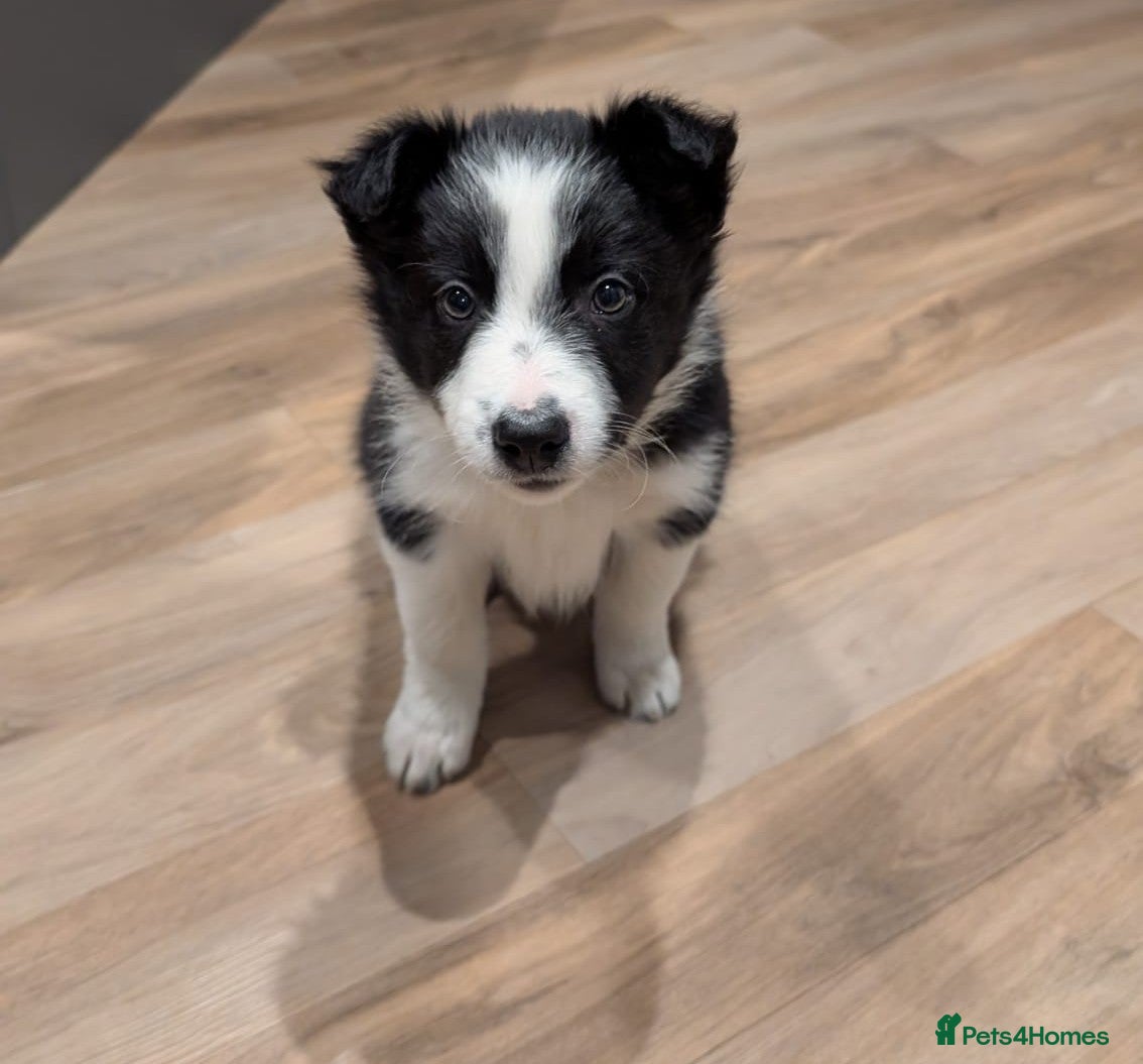 Border Collie dogs Border Collie Pups ❤️ - Advert 11
