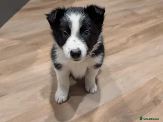 Border Collie dogs Border Collie Pups ❤️ - Advert 11