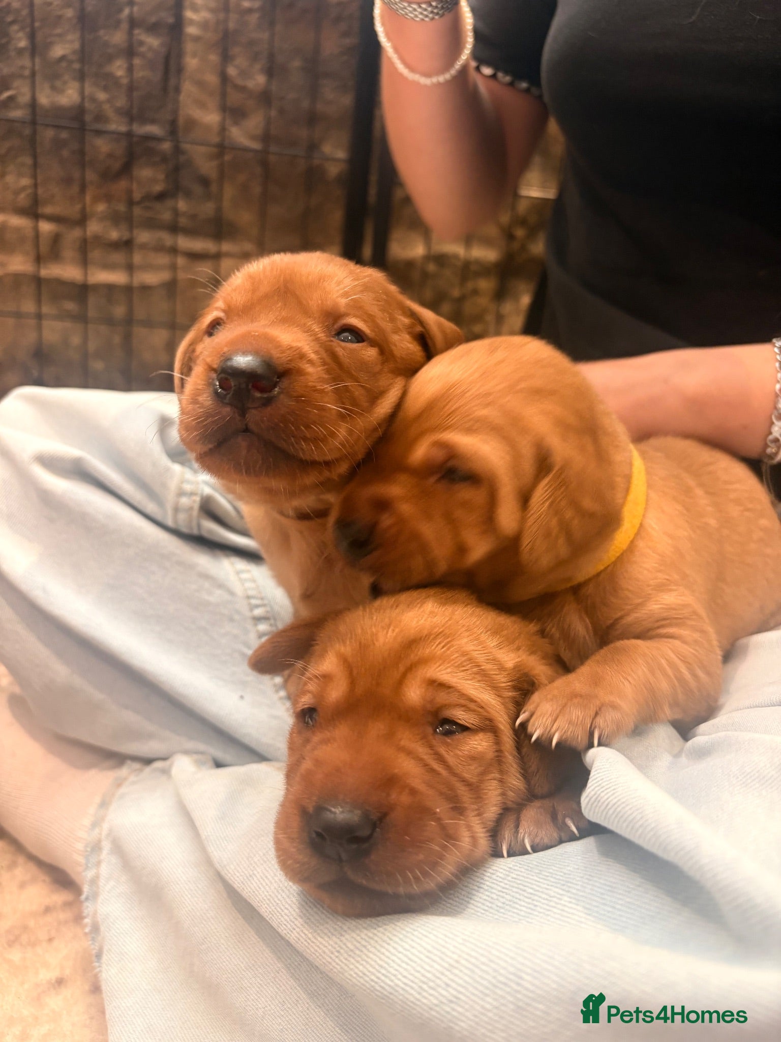 Labrador Retriever dogs  🐾❤️ KC Registered Fox Red Labrador Puppies 🐶✨ - Advert 3