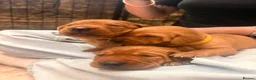 Labrador Retriever dogs for sale:  🐾❤️ KC Registered Fox Red Labrador Puppies 🐶✨ in Blackburn - Advert 1