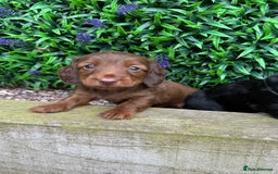 Miniature Dachshund dogs for sale: Long Haired Miniature Dachshund puppies - Image 10