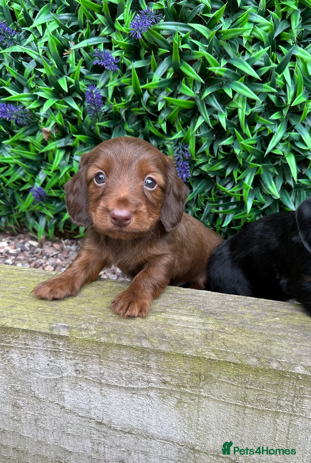 Miniature Dachshund dogs for sale: Long Haired Miniature Dachshund puppies - Image 10