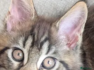 Maine Coon cats Chunky loveable Maine Coon Boy - Advert 3