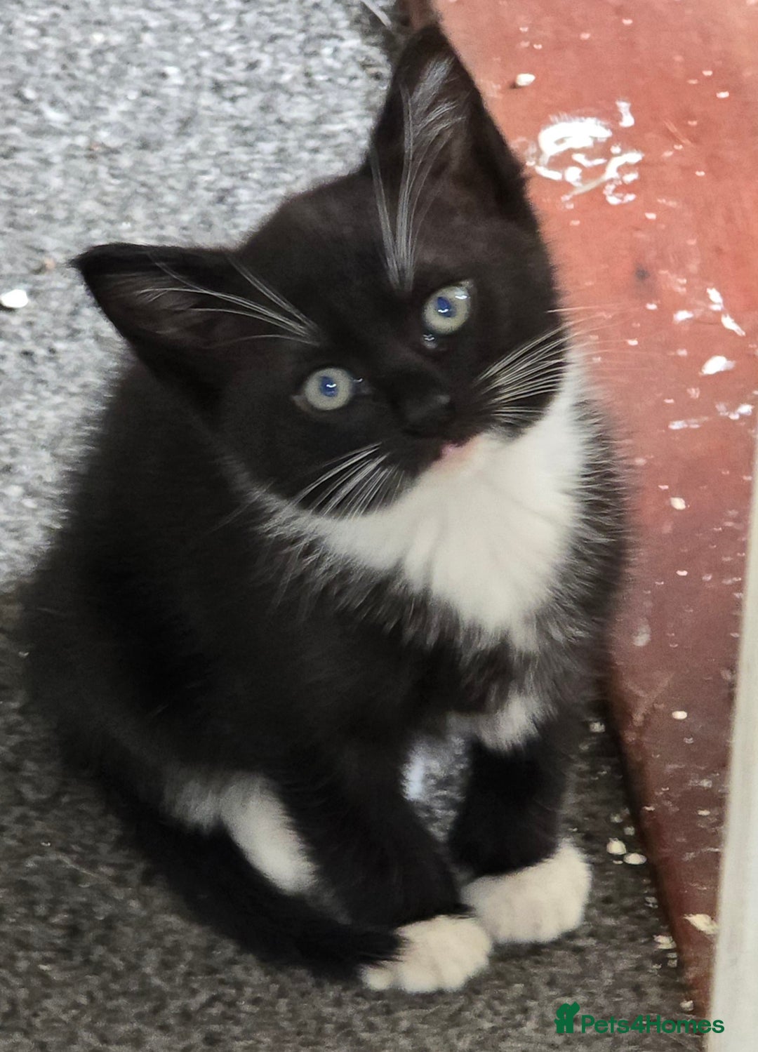 Domestic Shorthair cats for sale: Almost Identical Twins!  - Image 3