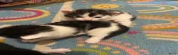 Domestic Shorthair cats for sale: Beautiful Litter of kittens 2xmales 2x females - Advert 16