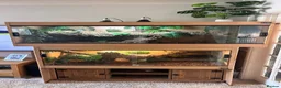 Lizard reptiles for sale: 11 month old large Black & White Tegu & enclosure in Waterlooville - Advert 6