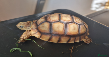 Tortoise reptiles - Advert 9