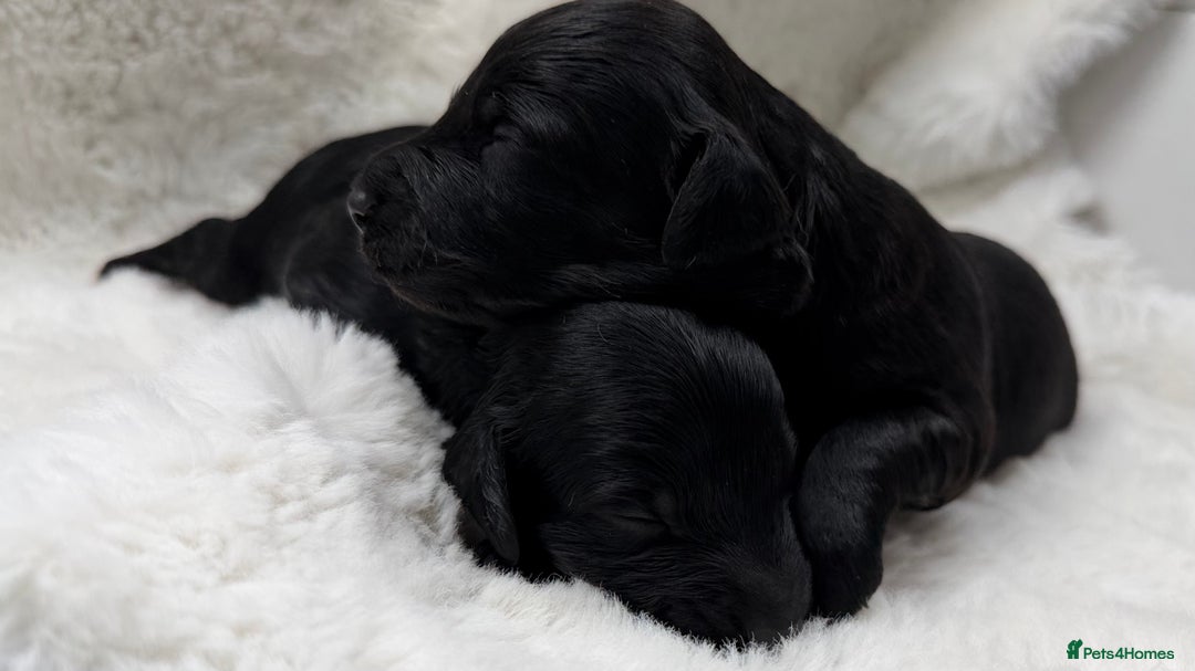 Cockapoo dogs for sale: Gorgeous F2 Cockapoo Puppies  - Advert 6