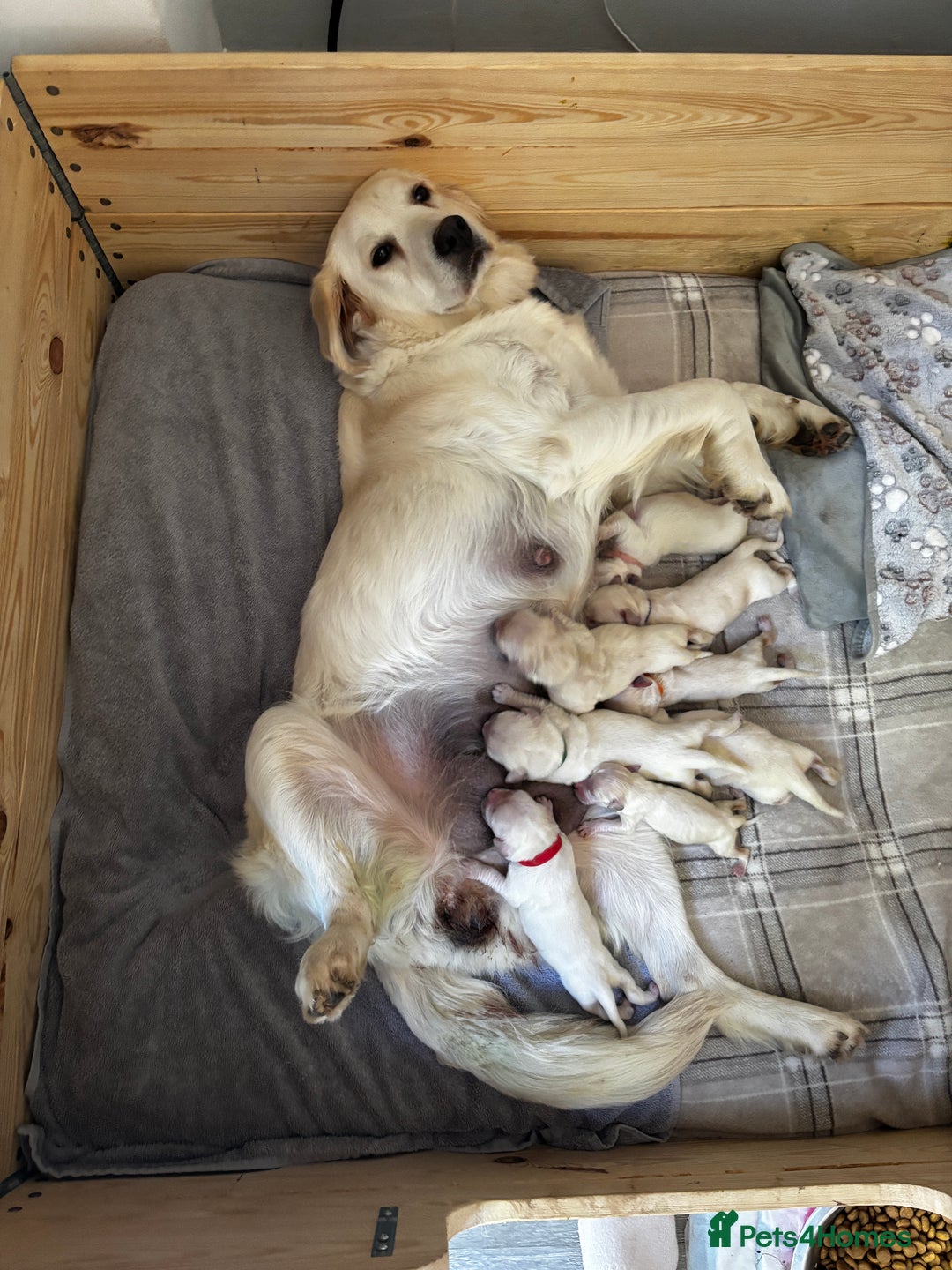 Golden Retriever dogs for sale: Gorgeous Golden Retriever puppies  - Image 9