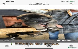 Mixed Breed dogs for sale: GSD X Akita puppies looking for new homes in Oct - Image 6