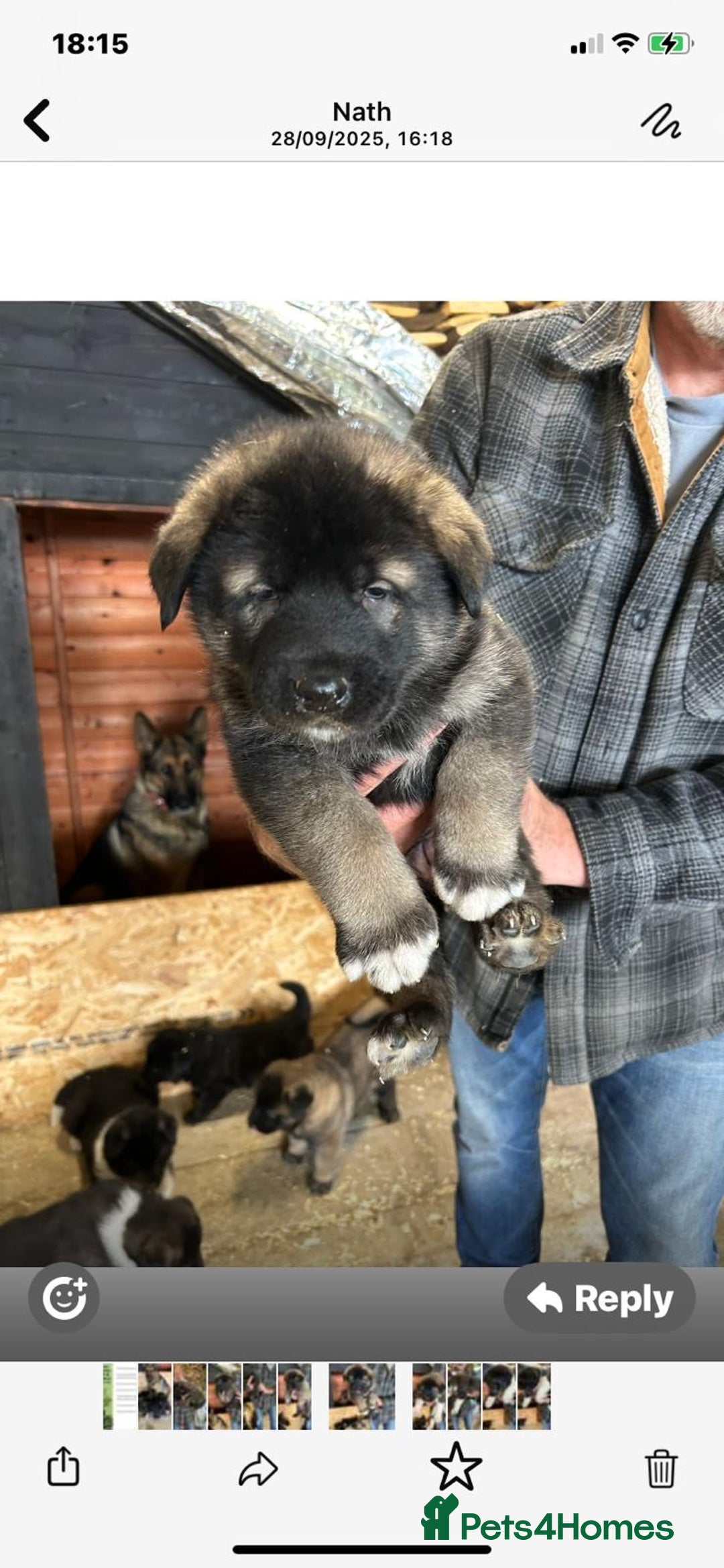 Mixed Breed dogs for sale: GSD X Akita puppies looking for new homes in Oct - Image 6