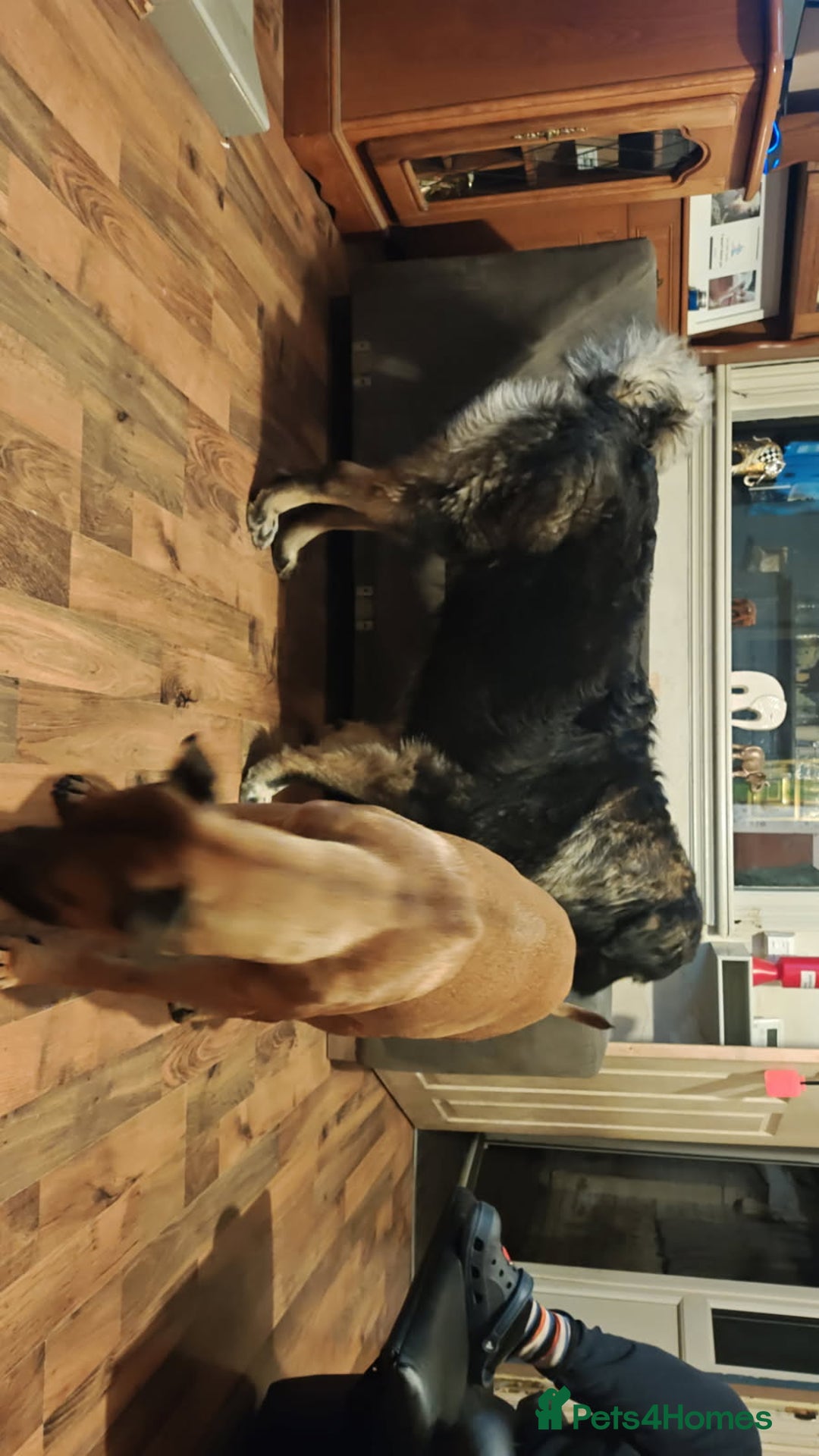 Mixed Breed dogs for sale: Belgium malinoi cross Caucasian sheperd  - Image 4