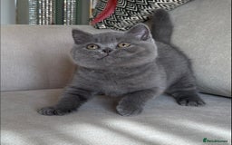 British Shorthair cats for sale: Beautiful BSH  - Image 1