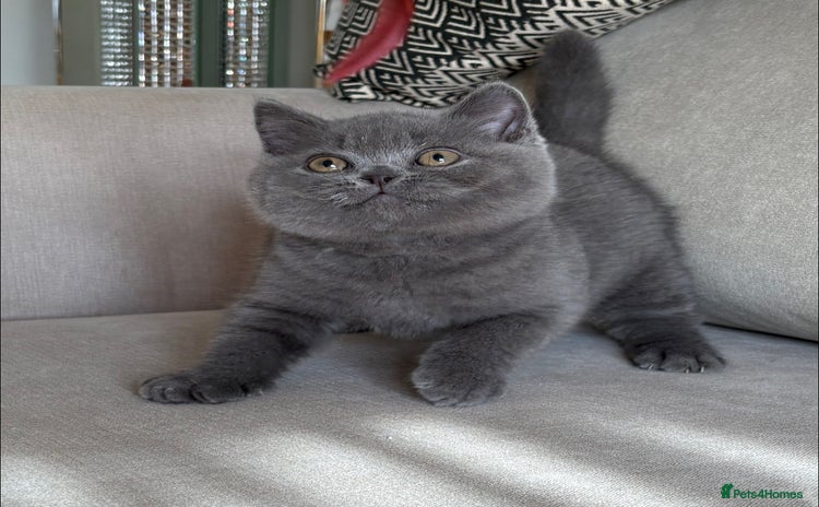 British Shorthair cats - Advert 1