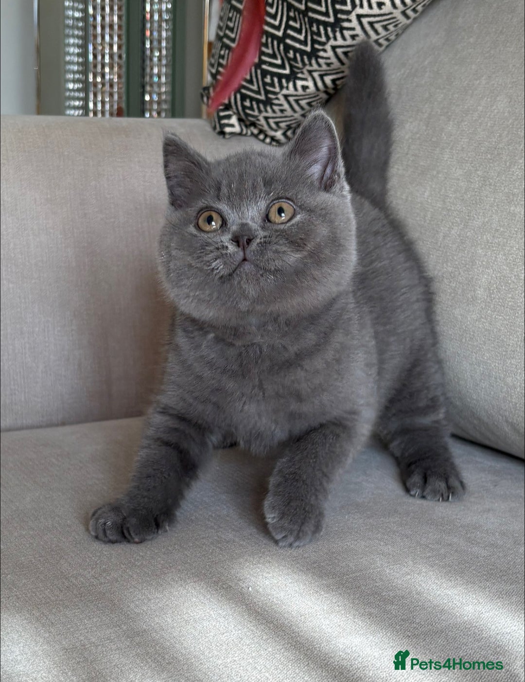 British Shorthair cats for sale: Beautiful BSH  - Image 1