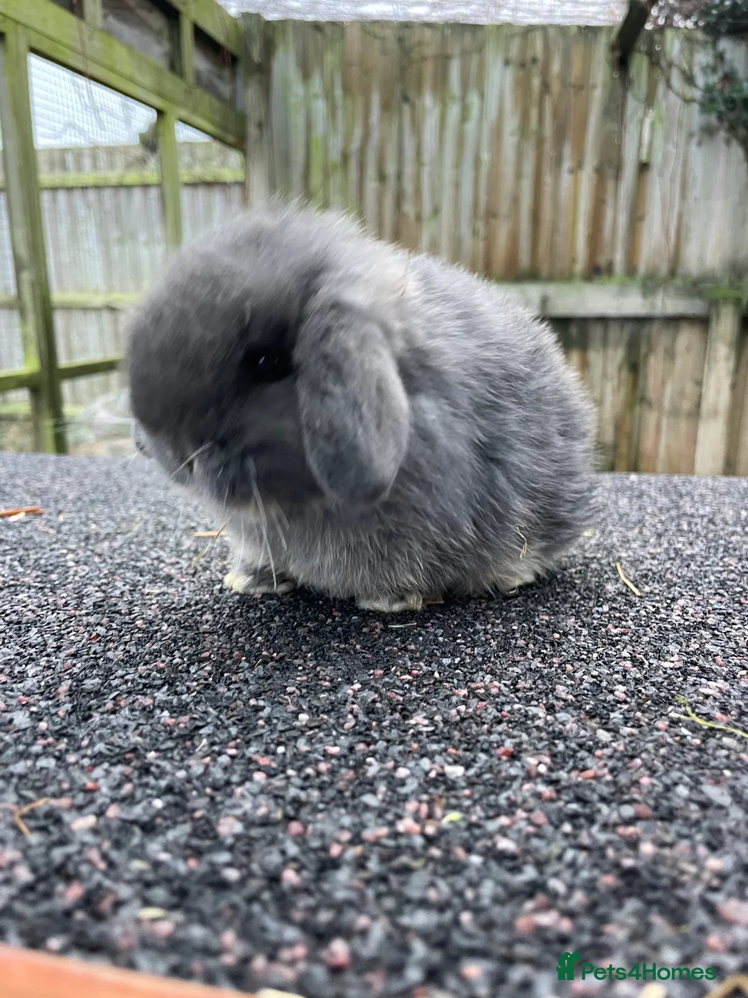 Mini Lop rabbits for sale: X2 Stunning does looking for their for ever home - Advert 3