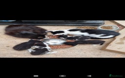 Mixed Breed cats for sale: 3 gorgeous black and white mixed kittens - Image 2