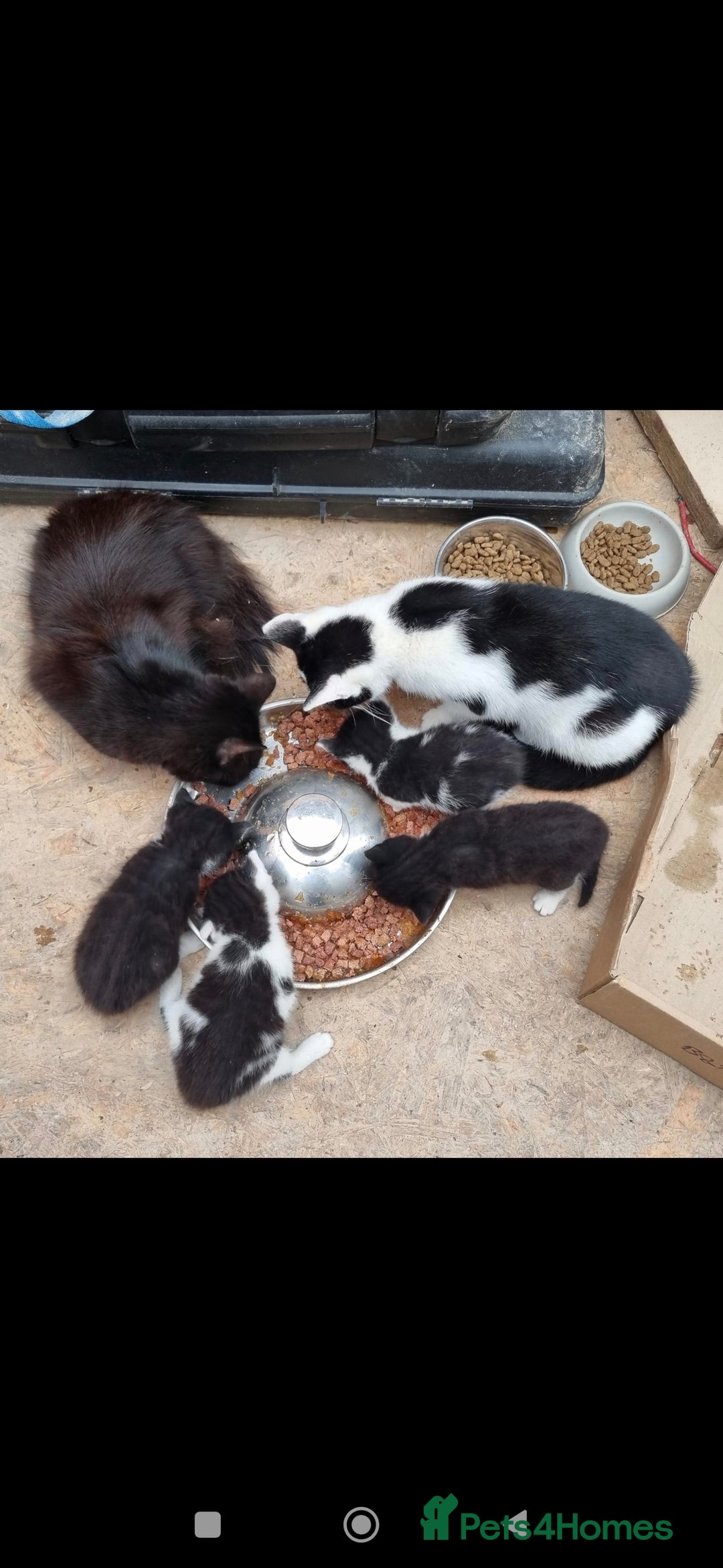 Mixed Breed cats for sale: 3 gorgeous black and white mixed kittens - Image 2