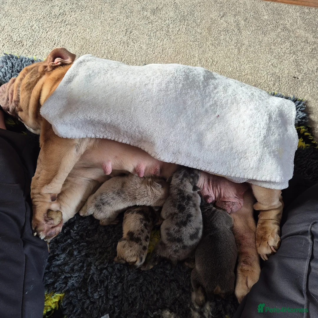 English Bulldog dogs for sale: English  - Advert 1