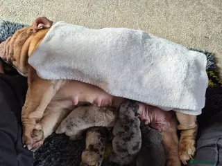 English Bulldog dogs English - Advert 7