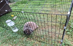 Mini Lop rabbits for sale: Male Mini Lop Rabbit with Hutch and accessories - Image 5