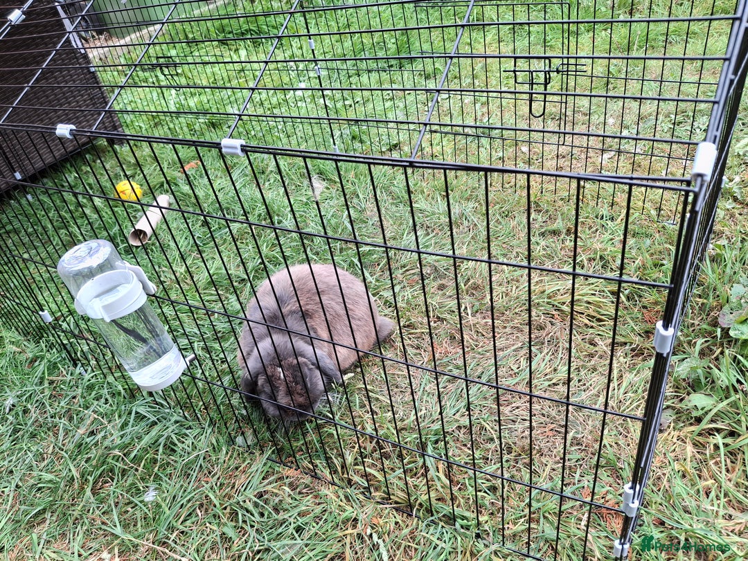 Mini Lop rabbits for sale: Male Mini Lop Rabbit with Hutch and accessories - Image 5