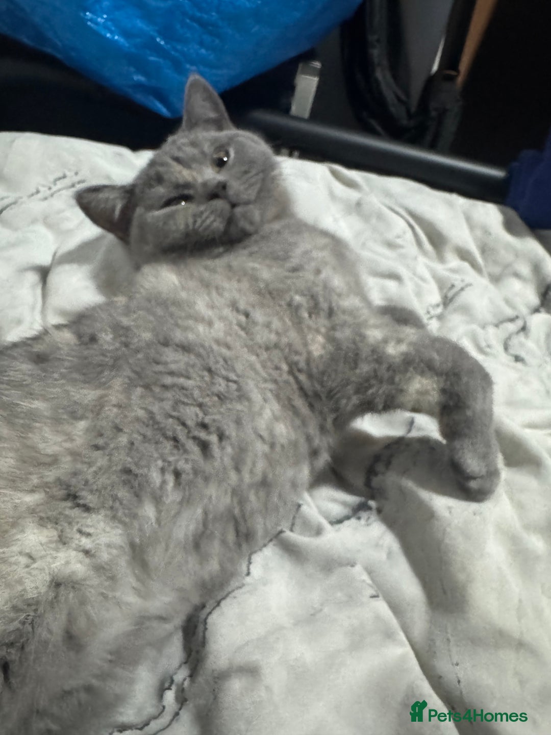 British Shorthair cats for sale: British Shorthair-Blue cream female. - Advert 2