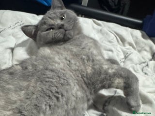 British Shorthair cats British Shorthair-Blue cream female. - Advert 2