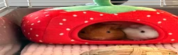Guinea Pig rodents for sale: 2 Female guinea pigs (4 Months Old)  in Braunton - Advert 2